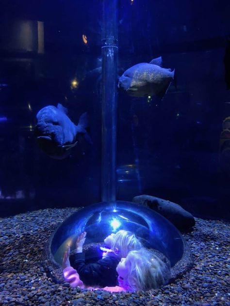 Insider's guide to the Oregon Coast Aquarium in Newport with kids Newport Aquarium, Oregon Coast Vacation, Family Friendly Activities, Oregon Coast, Road Trips, Poets, Family Vacation, Newport, Fish Pet