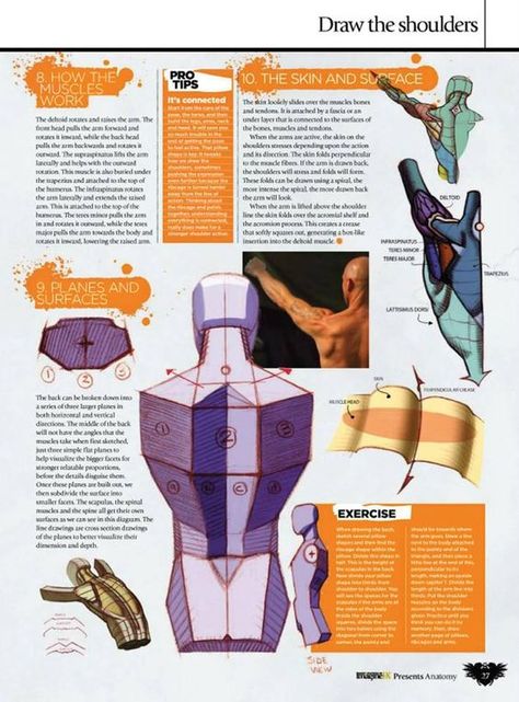 Male Figure Drawing, Body Study, Draw And Paint, Anatomy Tutorial, Human Anatomy Drawing, Human Figure Drawing, Anatomy Sketches, Anatomy Poses, Anatomy For Artists