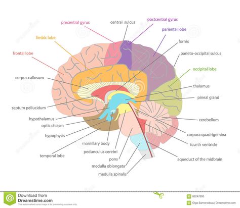 The Brain Anatomy, Brain Anatomy And Function, Human Brain Anatomy, Nervous System Anatomy, Brain Diagram, Medical Terminology Study, Brain Models, Psychology Notes, Basic Anatomy And Physiology