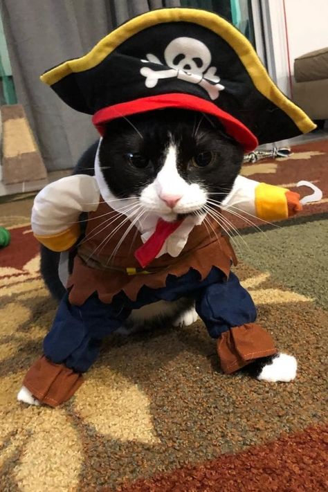 Funny cat dressed up in a pirate costume for Halloween. Black and white cat costume pose. Cat Pirate, Christmas Party Accessories, Dog Costumes Funny, Up Cosplay, Pirate Costumes, Cat Dressed Up, Pirate Cat, Pirate Outfit, Caribbean Style