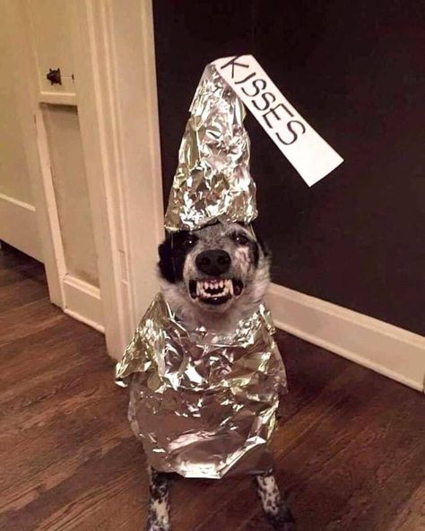 33 Classic Randoms to Make Time Move Faster - Animals & Nature Gallery Cattle Dogs, Humour, Cute Dog Halloween Costumes, Cute Dog Costumes, Cattle Dogs Rule, Blue Heeler Dogs, Red Heeler, Pet Halloween Costumes, Australian Cattle Dogs