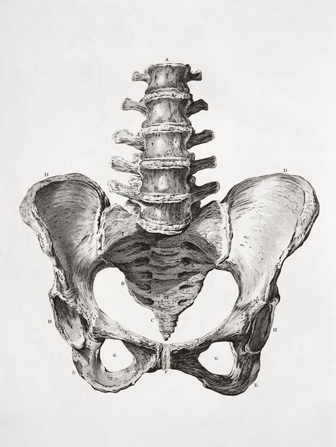 Pelvic The Human Skeleton, Anatomy Bones, Skeleton Anatomy, Skeleton Drawings, Human Skeleton, Human Figure Drawing, Human Anatomy Art, Anatomy Sketches, Skeleton Art