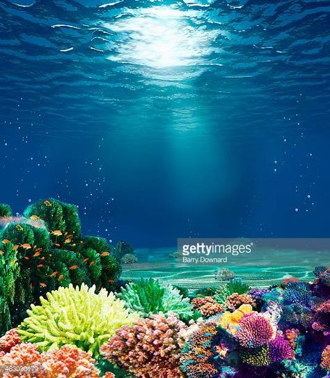 Multicolored underwater coral reef with sunbeam Underwater Photography Pool, Coral Reef Photography, Marine Photography, Sea Life Creatures, Underwater Images, Bawah Air, Underwater Painting, Chaos Magic, Under The Ocean