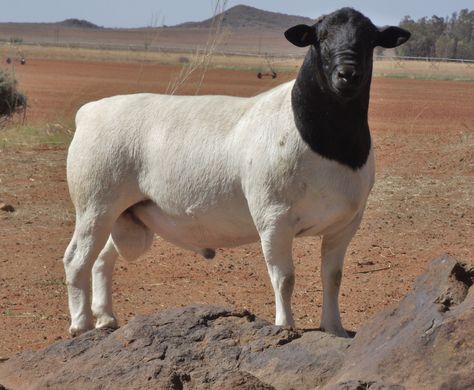 Dorper sheep. Just for the fact that the rams look like hard c*nts. Dorper Sheep, Livestock Shelter, Goat Herding, Sheep Breeds, Chicken Cages, Animal Husbandry, Counting Sheep, Cattle Farming, Sheep Farm