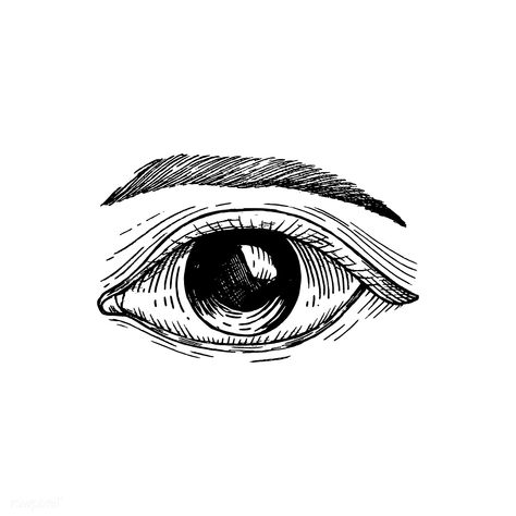 Hand drawn human eye | premium image by rawpixel.com Realistic Eye Drawing, Eye Illustration, Draw Eyes, Eye Sketch, Hand Images, Free Hand Drawing, Small Drawings, Eye Painting, Human Eye