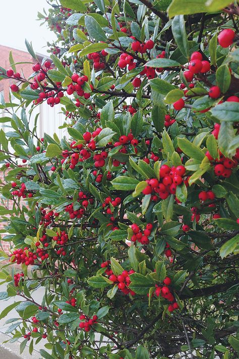 Winterberry Holly, Holly Plant, Poolside Decor, Foundation Planting, Fine Gardening, Small White Flowers, Outdoor Flowers, Evergreen Shrubs, Winter Flowers