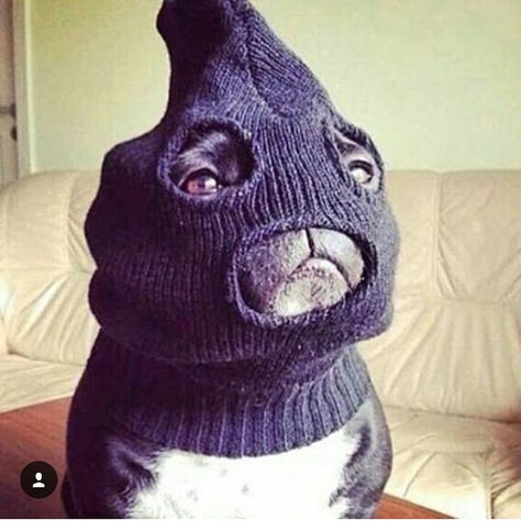 Bulldog Francese, Bank Robber, Funny Dog Pictures, Tyler Joseph, French Bulldog Puppies, Pug Lover, Cute Pugs, Dog Wear, Ski Mask