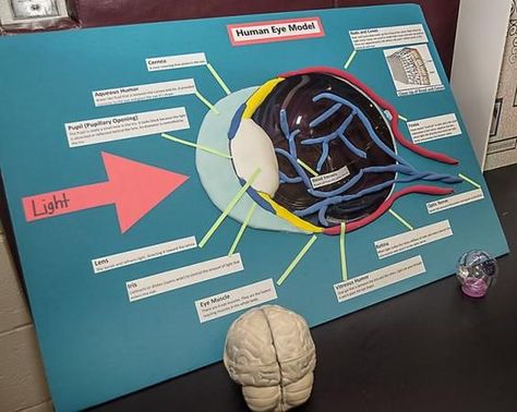 Anatomy Resources, Middle School Science Projects, Science Project Models, Eye Model, School Science Projects, Biology Projects, Basic Anatomy And Physiology, Eye Ball, Science Club