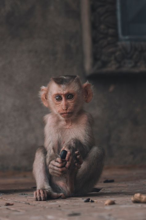 Thanks to Quinten de Graaf for making this photo available freely on @unsplash 🎁 Monkey Sitting, Small Monkey, Expensive Art, Monkey Wallpaper, Iphone Wallpaper Hd Nature, Cute Monkey, Baboon, Black Animals, Animal Sketches