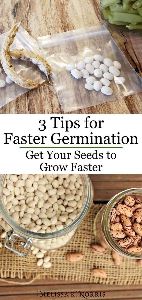 The Best Way to Germinate Seeds - How to sprout seeds fast for quicker plant growth. This DIY illustration will help you get a jump start on your growing season to ensure the maximum yield this year. #germinate #seeds #plants #garden #gardening Sprout Seeds, Green Bean Seeds, Germinate Seeds, Diy Illustration, Lantana Plant, Sprouting Seeds, Bean Seeds, Garden Veggies, Seed Germination