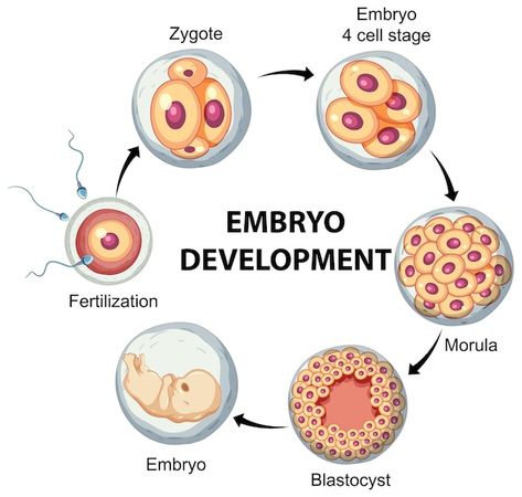 Free vector human embryonic development ... | Free Vector #Freepik #freevector #body #ovum #embryo #science-cartoon Embryo Development Stages, Human Embryo Development, Embryology Art, Reproduction In Animals, Pregnant Anatomy, Embryo Development, Biology Jokes, Human Life Cycle, Skin Anatomy