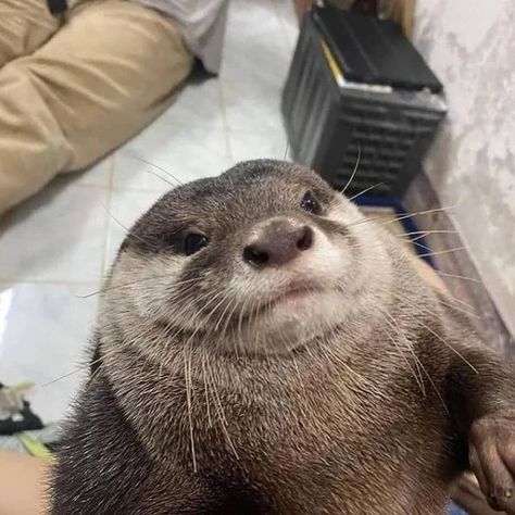 15 Adorable Critters Who Are Truly Otter This World Otters Funny, Otters Cute, Baby Otters, The Trunk, Sea Otter, Silly Animals, Cute Animal Photos, Cute Animal Pictures, Cute Creatures