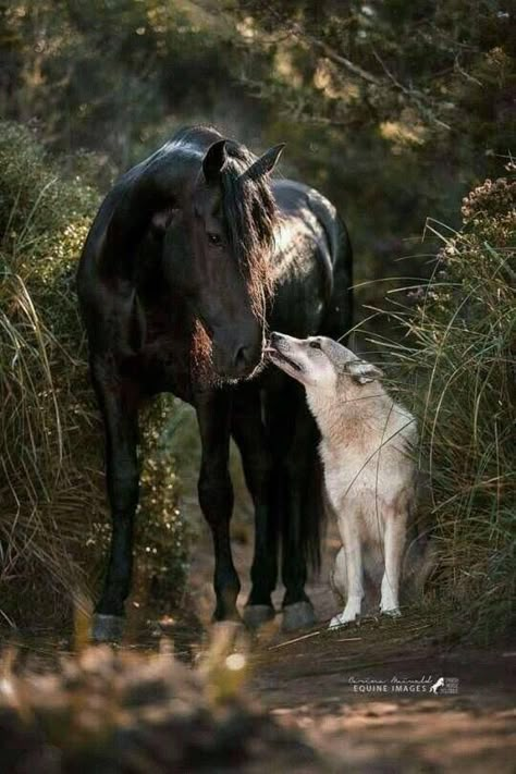 Horse and dog Animal Friendships, Odd Couples, Most Beautiful Horses, Animals Friendship, Friesian Horse, Horses And Dogs, Cute Horses, Wolf Dog, Equine Photography