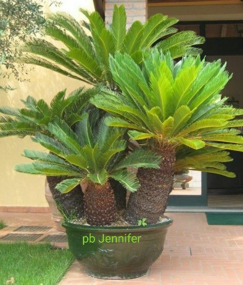 Sago Palm Tree, Palm Trees Garden, Cycas Revoluta, Palm Trees Landscaping, Architectural Plants, Sago Palm, نباتات منزلية, Bonsai Flower, Tropical Landscaping