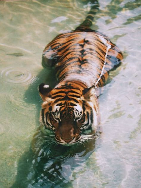 A Tiger, Water