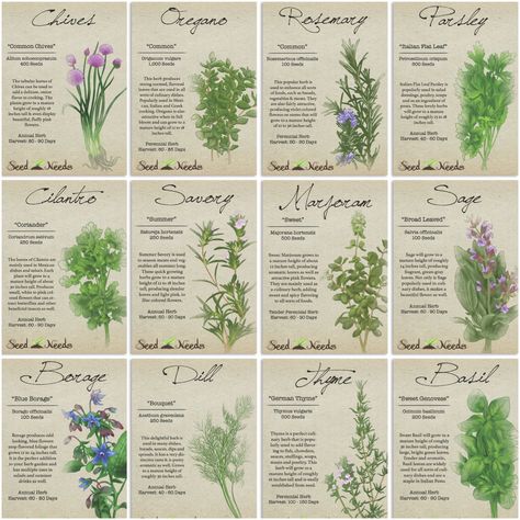 Culinary Herb Assortment, 12 Individual Packages of Seed (Sage, Basil, Chives, Cilantro & More) Non-GMO Seeds by @seedneeds Growing Cilantro, Herb Garden Pallet, Summer Savory, Types Of Christmas Trees, Types Of Herbs, Vertical Herb Garden, Seed Shop, Sweet Basil, Culinary Herbs