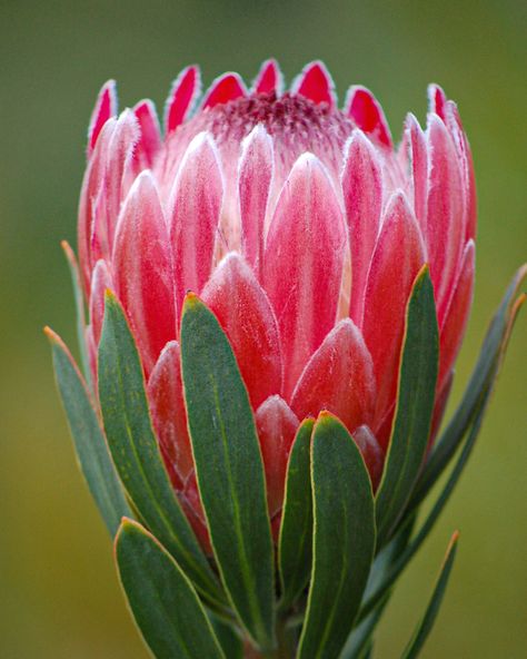 Protea Art, Protea Bouquet, Protea Flower, Australian Flowers, Australian Native Flowers, Container Flowers, Arte Floral, All Flowers, Flower Photos