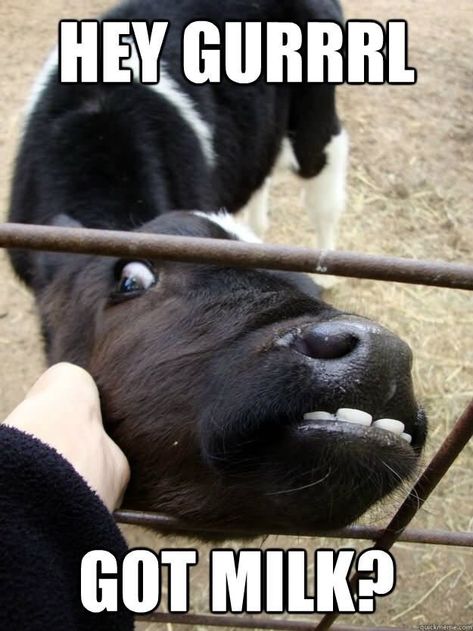 20 Fantastically Funny Cow Memes To Put You In A Happy Moo-d - I Can Has Cheezburger? Funny Cow Pictures, Cow Meme, Raising Beef Cattle, Funny Cows, Pet Cows, Show Goats, Western Quotes, Cattle Farm, Cowgirl Quotes