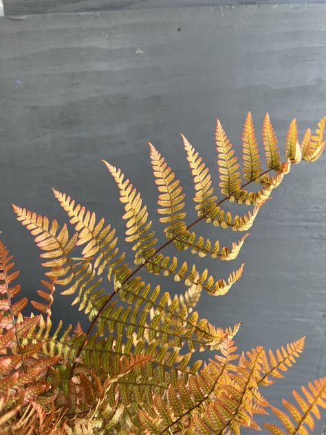 Plant Reference, Weddings 2024, Autumn Fern, Jaune Orange, Fern, Destiny, Cape, Weddings, Plants