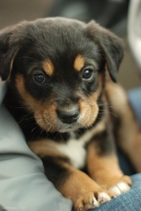 Black and brown puppy cute photography animals dogs Naha, Rottweiler Puppies, Cele Mai Drăguțe Animale, Puppy Sitting, Psy I Szczenięta, Cute Puppy Pictures, Animale Rare, Haiwan Peliharaan, Puppy Pictures