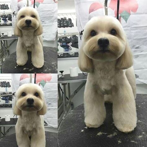 Cockapoo Grooming, Cats Grooming, Chien Shih Tzu, Dog Grooming Styles, Creative Grooming, Dog Grooming Salons, Puppy Grooming, Dog Grooming Tips, Poodle Grooming