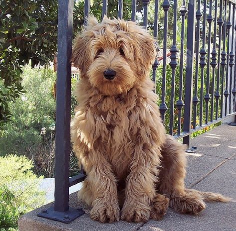 fluffy labradoodle | Flickr - Photo Sharing! Australian Labradoodle, Big Bucks, Love My Dog, Airedale Terrier, Glitter Shoes, Labradoodle, Goldendoodle, Cocker Spaniel, 귀여운 동물