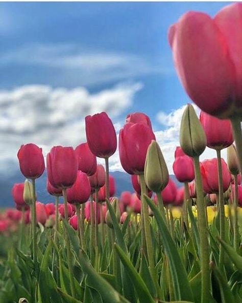 Tulips, On Twitter, Flowers