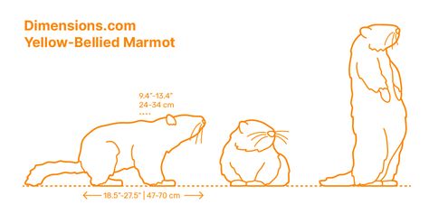 Marmot Drawing, Western United States, Animal Drawing, Brown Fur, Tshirt Design, Face Drawing, Animal Kingdom, Animal Drawings, Sketch Book