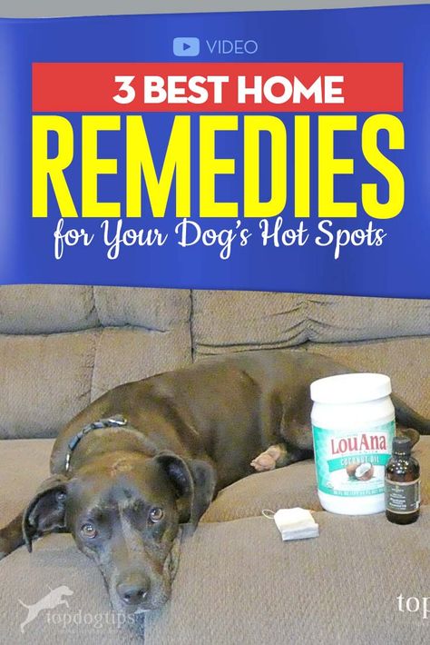 Hot Spots On Dogs, Dog Itching Remedies, Dog Hot Spots, Dog Remedies, Spotted Dog, Dog Itching, Dog Health Tips, Dog Home, Dog Tips