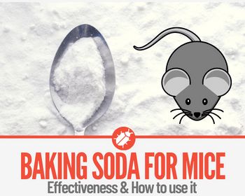 Baking Soda Mouse Poison, What Repels Mice, Homemade Mouse Poison, Mouse Poison Homemade, Kill Mice In House, Cornmeal And Baking Soda For Mice, Diy Mouse Poison, Natural Rat Poison, How To Kill Rats In Your House