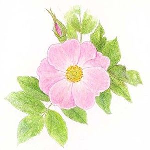 wild rose drawing | Alberta Provincial Flower: Wild Rose - Picture ... Wild Rose Drawing, Tattoo Flower Vintage, Wildrose Tattoo, Alberta Rose, Wild Rose Tattoo, Applique Template, Vintage Flower Tattoo, Rose Picture, Flower Tat