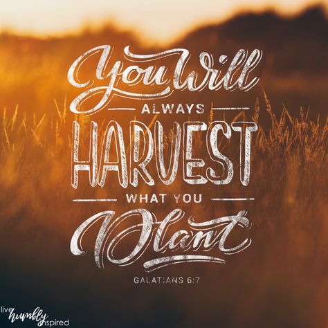 Harvest Bible Verses, Harvest Scripture, Harvest Quotes, Harvest Bible, Thanksgiving Scripture, Galatians 6 7, Conference Ideas, The Woodlands Texas, Inspiring Others