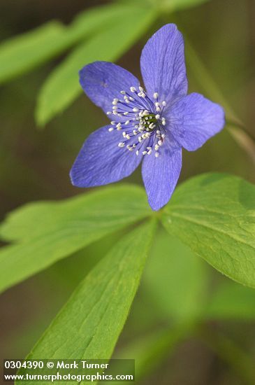 Anemone oregana | Oregon Anemone | Wildflowers of the Pacific Northwest Pacific Northwest Flowers, Flowers Reference, Northwest Flowers, Oregon Hikes, Oregon Washington, Anemone Flower, The Pacific Northwest, Native Plants, The Pacific