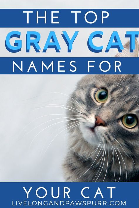 Jul 1, 2021 - Top Gray Cat Names. Naming a pet just like a child can give you some grief. Cats can be a little easier to name because you can easily... Gray Cat Names, Grey Kitten Names, Grey Cat Names, Tabby Cat Names, Cats Behavior, Girl Cat Names, White Tabby Cat, Cat Guide, Names Cat