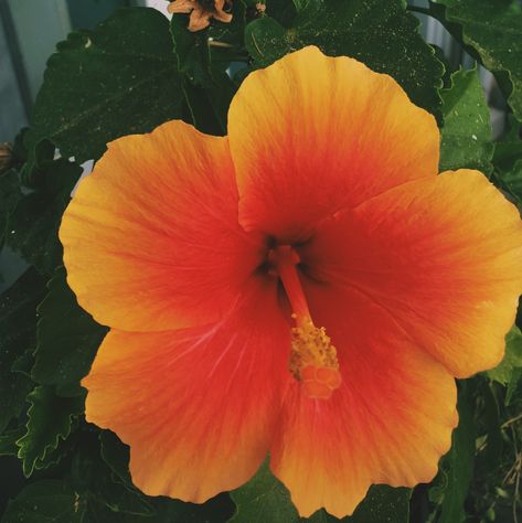 Orange Hibiscus, Hibiscus Tattoo, Flowers Tropical, Yellow Hibiscus, Tropical Hibiscus, Find Happiness, Nothing But Flowers, Nature Summer, Flower Nature