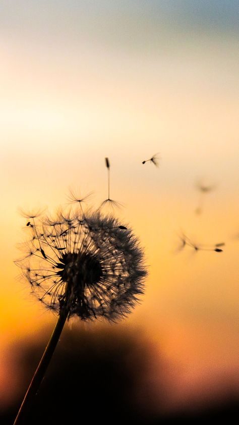 Dandelion Pictures, Spa Images, Dandelion Wallpaper, Guided Relaxation, Nothing But Flowers, Dandelion Flower, Sunset Wallpaper, Art Wallpaper Iphone, Background Pictures