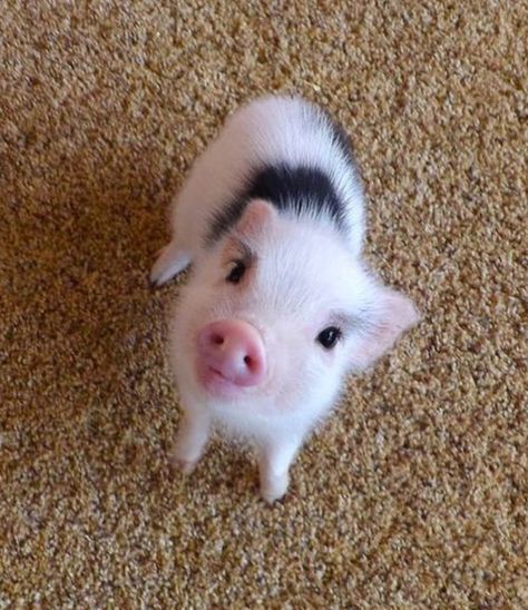 Baby Piglets, Miniature Pigs, Micro Pigs, Pig Pictures, Cute Piglets, Cute Small Animals, Mini Pigs, Kiernan Shipka