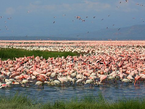 Lake Nakuru, Kenya Travel, Masai Mara, Boat Ride, Out Of Africa, Close Encounters, Wedding Vector, Africa Travel, Vector Pattern