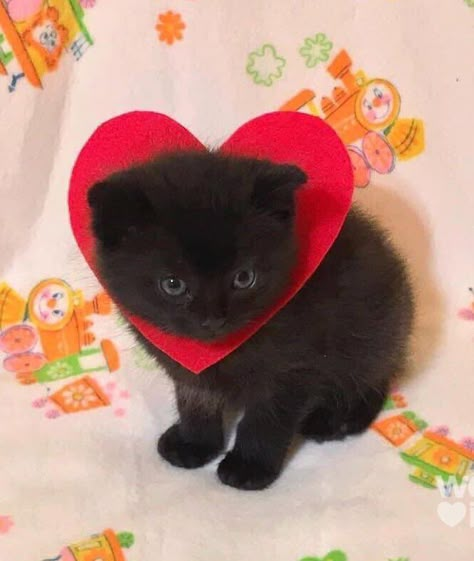 ʚ kimi ɞ on Twitter: "<3 🐈 <3… " Black Kitten, I Love Cats, Silly Cats, Meow Meow, Pretty Cats, Cat Cat, Heart On, Kitty Cats, Black Cats