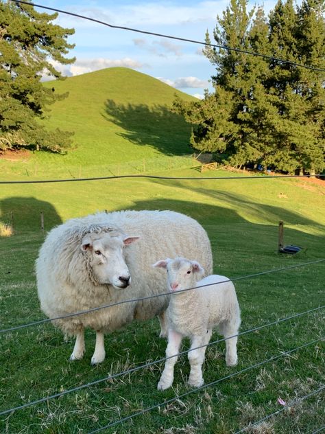 Abandoned Farmhouse, Pet Sheep, Abandoned Cities, Future Farms, Farm Lifestyle, Baby Lamb, Sheep Farm, Sheep And Lamb, Horse Ranch