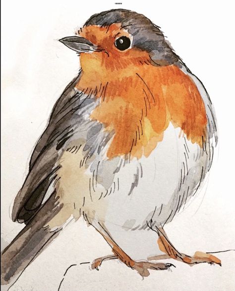 Robin Bird Sketch, Robin Bird Drawing, Sketches Of Birds, Robin Sketch, Robin Drawing, Bird Painting Acrylic, Doodle Sketchbook, Robin Redbreast, Bird Watercolor Paintings