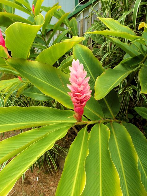 Pink Hawaiian ginger Ginger Plant Flower, Hawaiian Plants, Small House Garden, Companion Planting Vegetables, Flowers Stand, Coconut Ginger, Ginger Plant, Pink Ginger, Ginger Flower