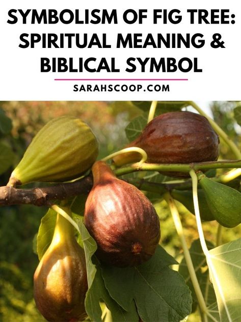 symbolism of fig tree Fig Spiritual Meaning, Fig Symbolism, Fig Tree Tattoo, Fig Tattoo, Tree Symbolism, Biblical Symbols, Tree Meanings, Fig Tree Plant, Fiddle Fig Tree