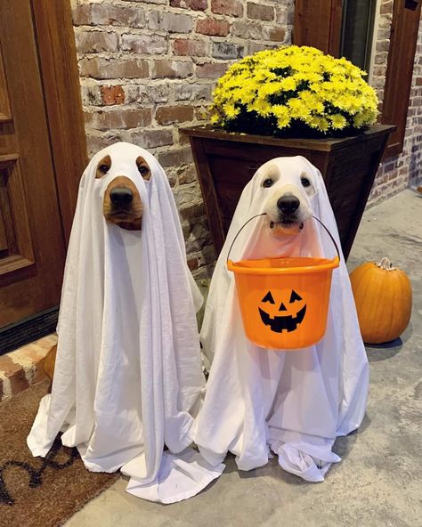 Pumpkins, Halloween, Dogs