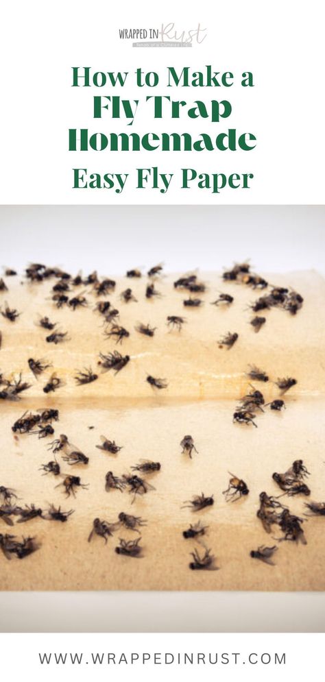 Learn how to make an effective homemade fly trap. Make this indoor fly paper at home. Learn how to get rid of flies outside patio. This comprehensive guide provides step-by-step instructions for crafting your own pest control solution. Fly Traps Homemade Diy Indoor, Home Remedy For Flies In House, Diy Fly Catcher Indoor, House Fly Trap Homemade, Fly Deterrent Outside, Diy Fly Trap Indoor, Homemade Fly Traps Indoor, Fly Trap Homemade, Home Remedies For Flies