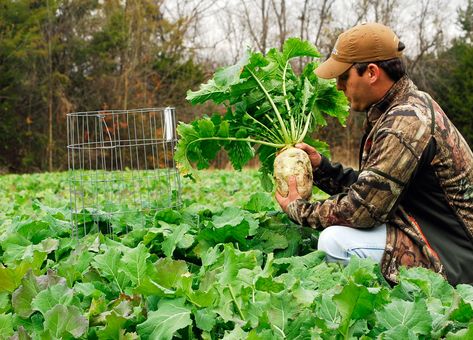 Deer Food Plots, Food Plots For Deer, Deer Food, Plot Ideas, Whitetail Hunting, Fall Produce, Whitetail Deer Hunting, Food Plot, Southern Region