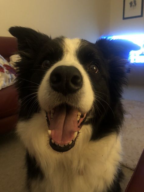 Old Border Collie, Cute Border Collie Puppies, Border Collie Aesthetic, Dogs Border Collie, Black Border Collie, Blue Merle Border Collie, Australian Shepherd Border Collie, Black And White Border Collie, Dog Border Collie