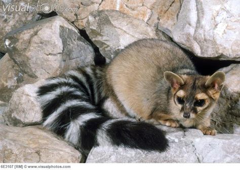 1000+ images about Ringtails on Pinterest | Cats, Arizona and ... Aesthetic Raccoon, Ringtail Cat, Cute Animal Tattoos, Tattoo Nature, Animals Tattoo, Cat Stock, Cat Paw, Animal Sketches, Anime Cat