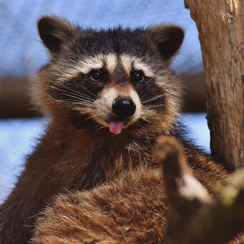 Dragon Tongue Beans, Pet Raccoon, Baby Raccoon, Cute Raccoon, Raccoon Funny, Close Up Photography, Amazing Nature Photos, Racoon, Dry Dog Food