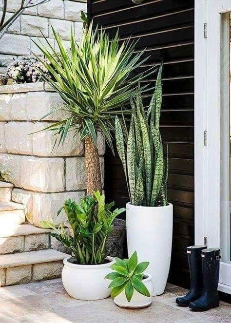 Design Per Patio, نباتات منزلية, Painted Terra Cotta Pots, Patio Plants, Outdoor Pots, Front Yard Garden, Balcony Garden, Succulents Garden, Outdoor Plants